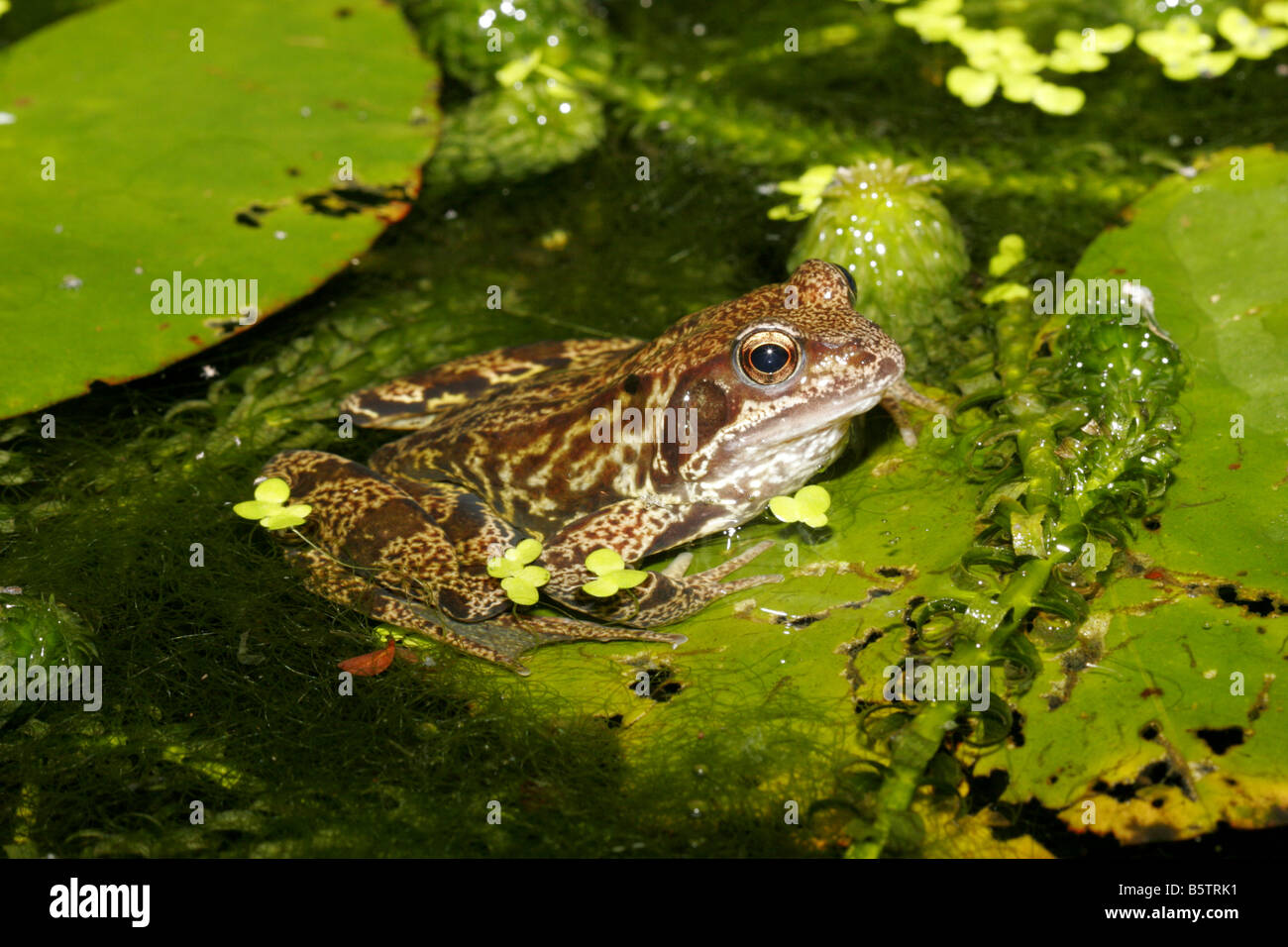 Grenouille Rousse Rana temporaria adultes unique reposant sur des feuilles de nénuphar étang de jardin.Prises Juin Londres UK Banque D'Images