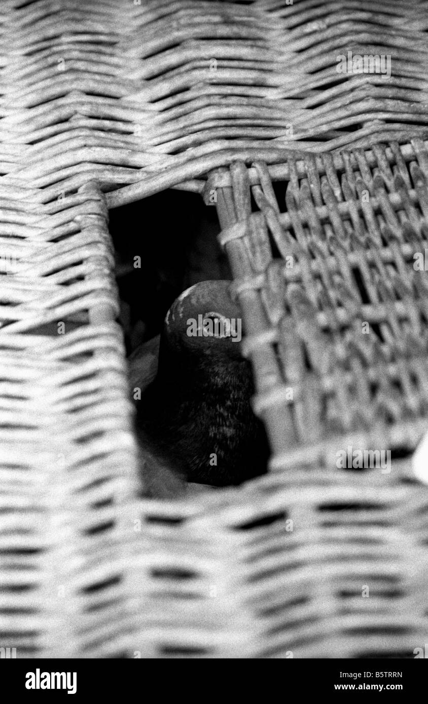 Pigeon Racing au Royaume-Uni. Sport de classe ouvrière Banque D'Images