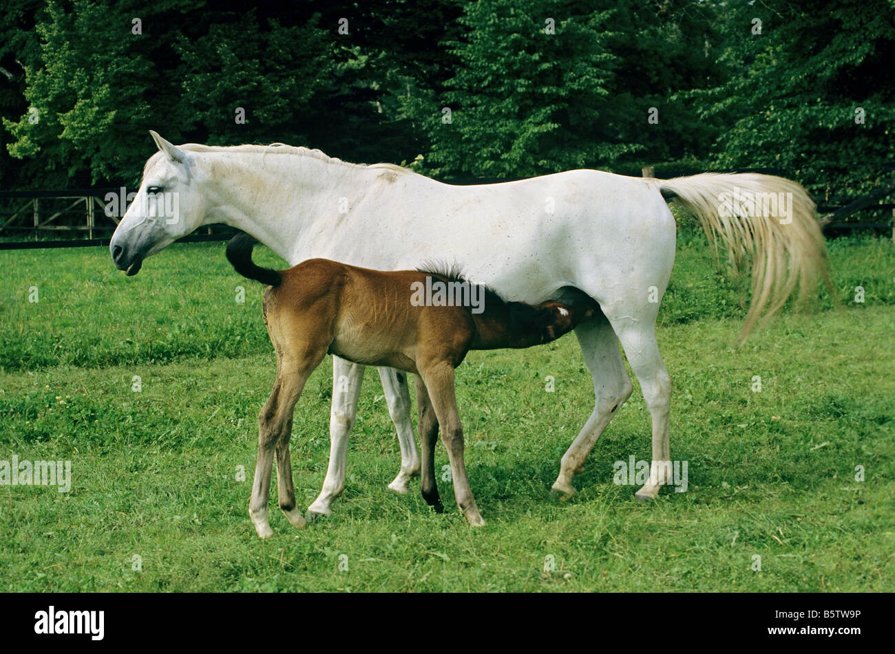 Cheval Arabe - mare suckling poulain Banque D'Images