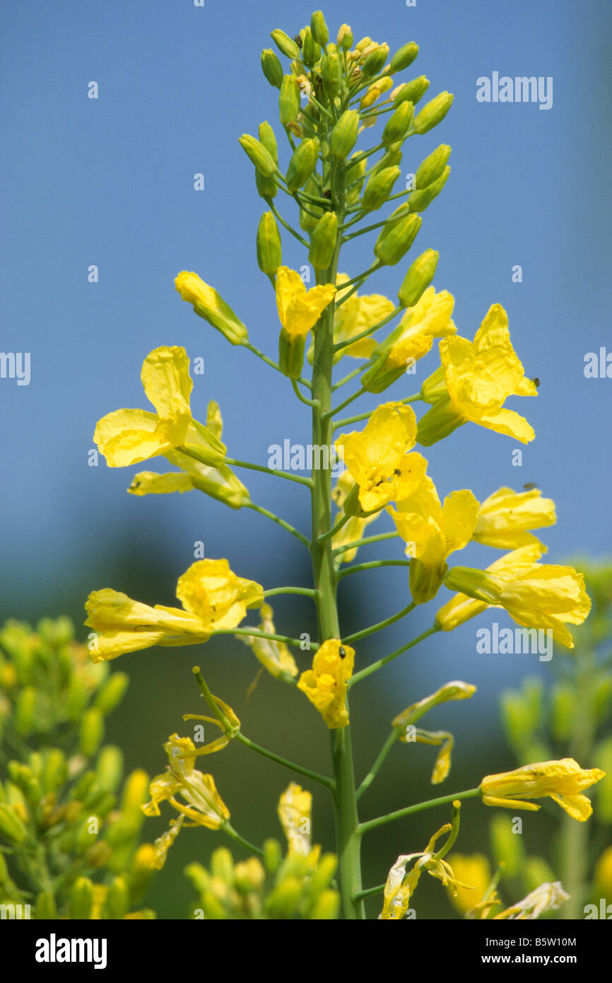 Le chou (Brassica oleracea), la floraison Banque D'Images