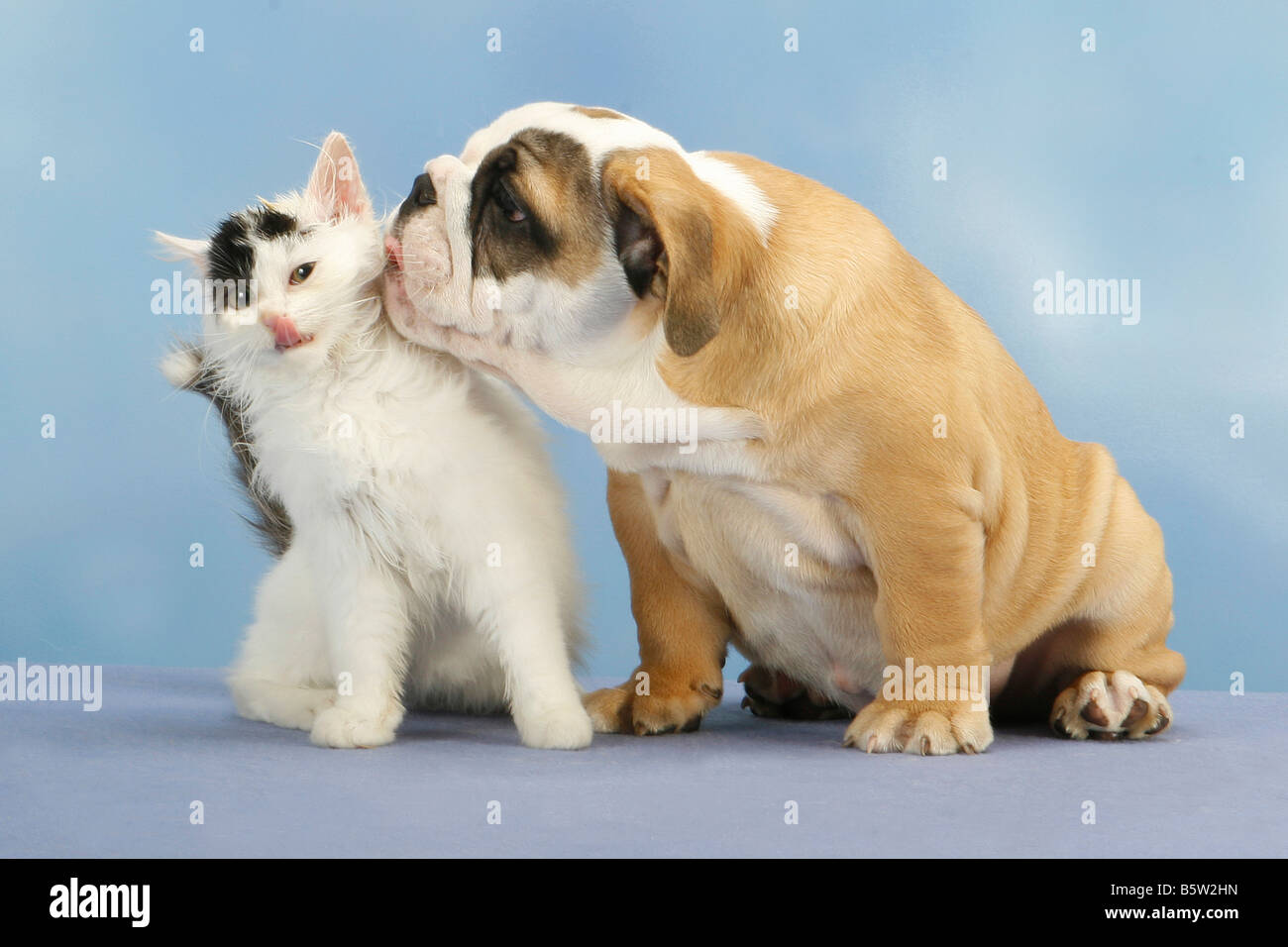 Amitié animale : jeune Bulldog Anglais chien et chat domestique chaton  Photo Stock - Alamy