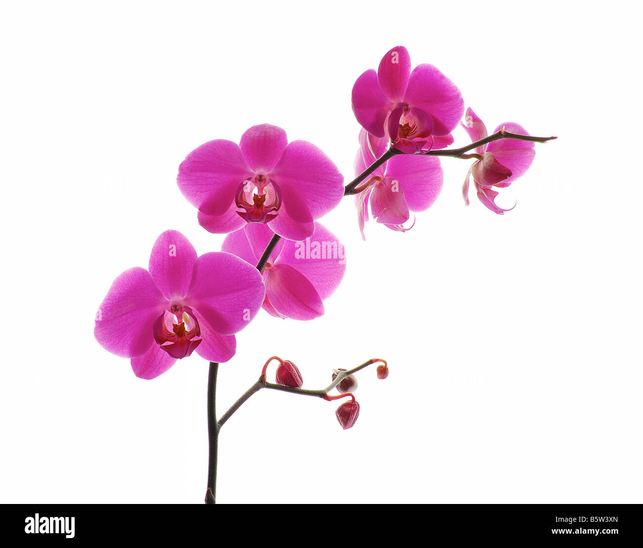 Orchidée rose isolé sur fond blanc Banque D'Images