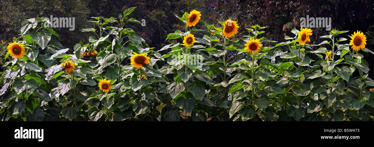 Un panorama des tournesols dans une parcelle de jardin de banlieue Virginie Vienne Banque D'Images