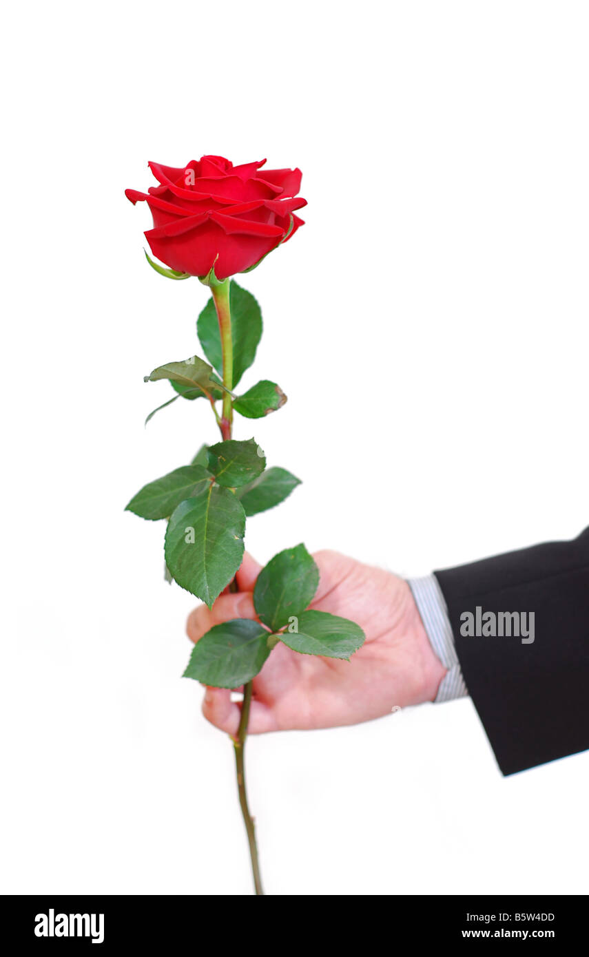 La main de l'homme tenant une rose rouge sur fond blanc Banque D'Images