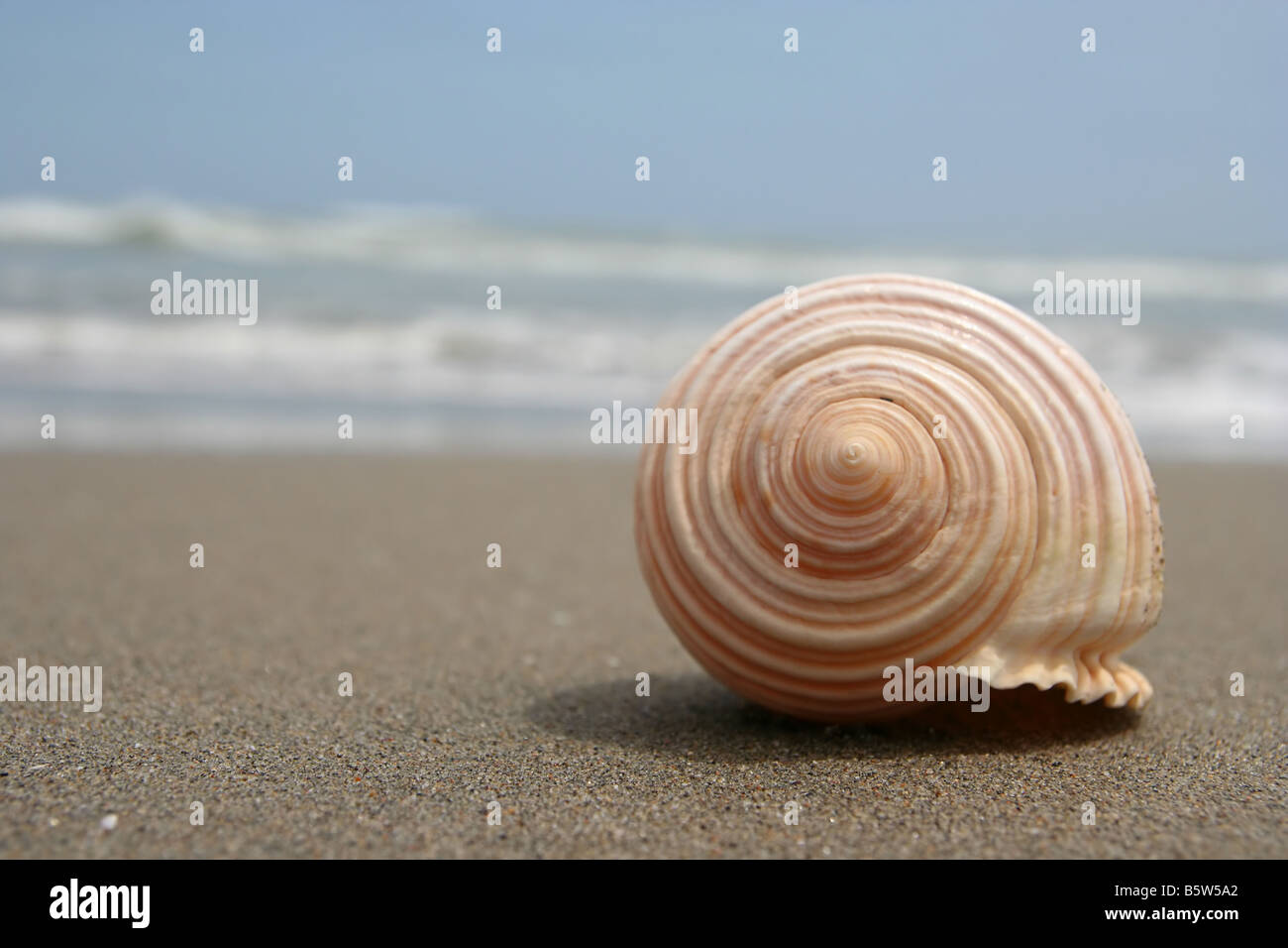 Gros plan d'une coquille de conque à une plage péruvienne beaux détails et texture Banque D'Images