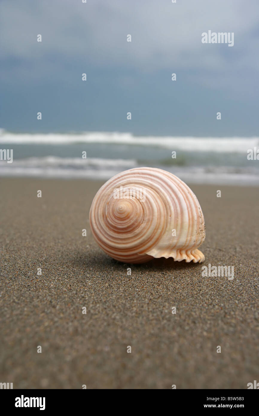 Gros plan d'une coquille de conque à une plage péruvienne beaux détails et texture Banque D'Images