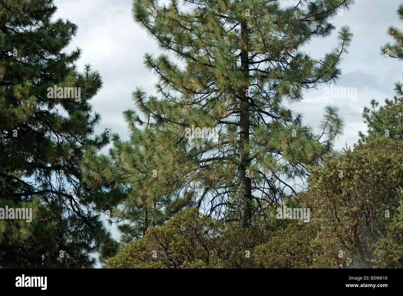 Communauté de montagne avec arbres ciel nuageux et certaines structures Banque D'Images