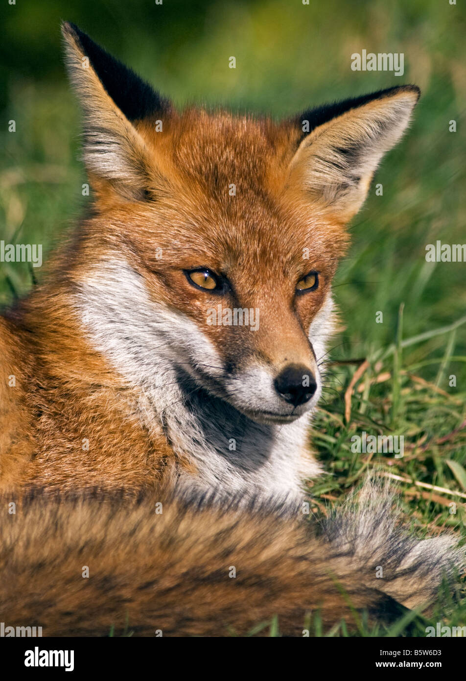 European Red Fox (Vulpes vulpes), Royaume-Uni Banque D'Images