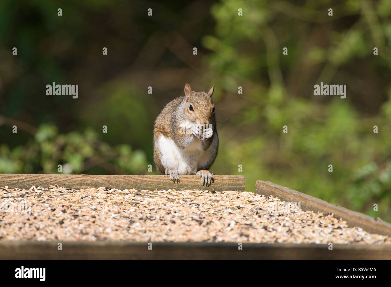 L'Écureuil gris (Sciurus carolinensis ) de manger à table Banque D'Images