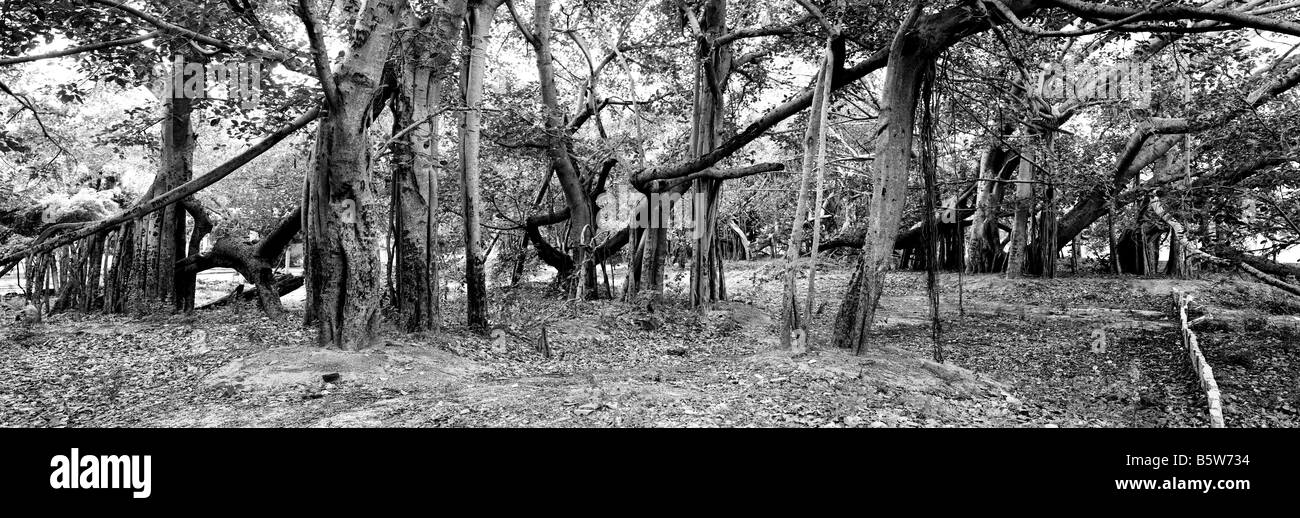 Ficus benghalensis. Thimmamma Marrimanu Banyan Tree, près de Kadiri, Andhra Pradesh, Inde. La plus grande du sud de l'Inde Banyan Tree. Le noir et blanc Banque D'Images
