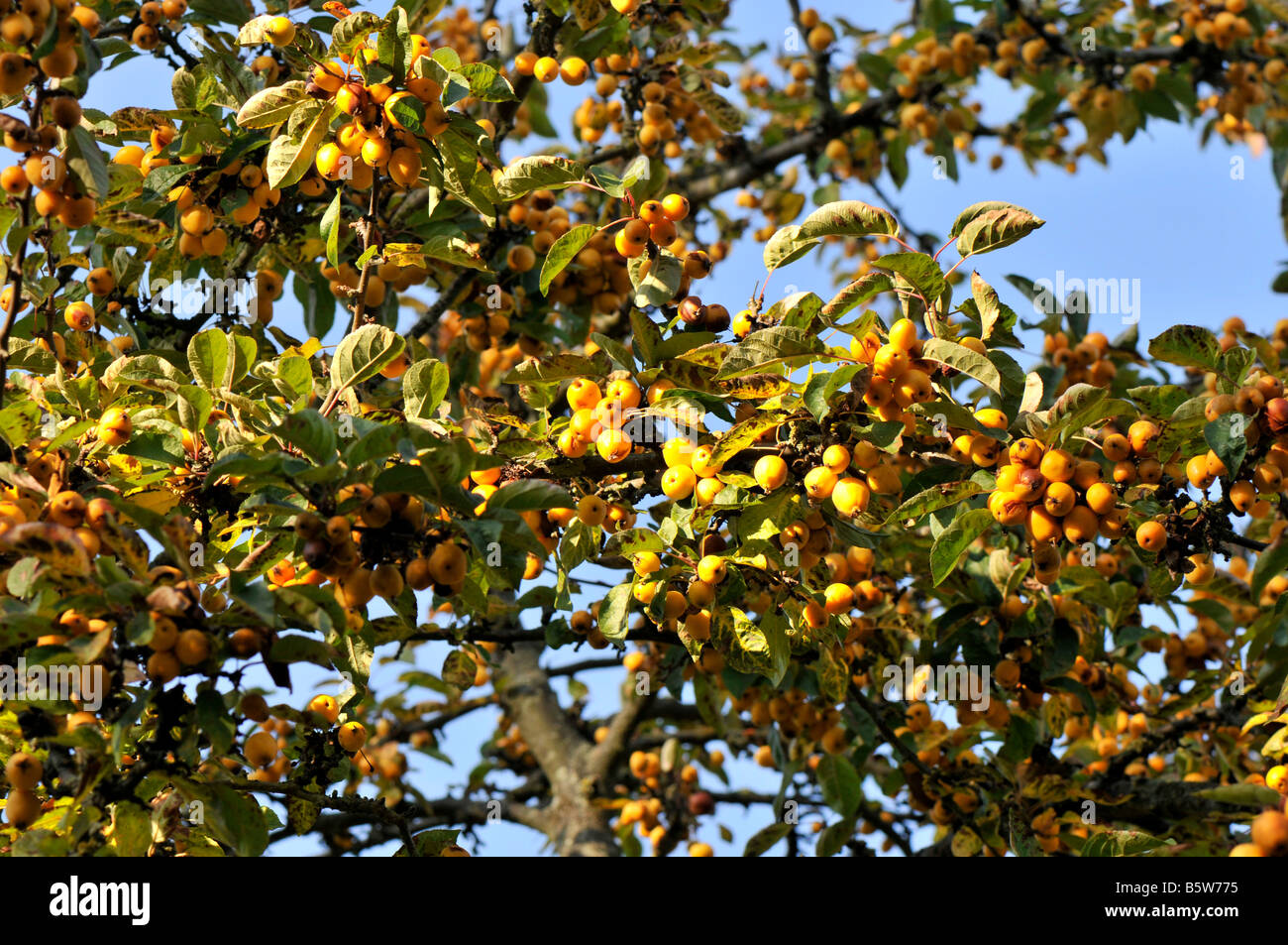 Malus, golden hornet - Cultivar de pommier Banque D'Images