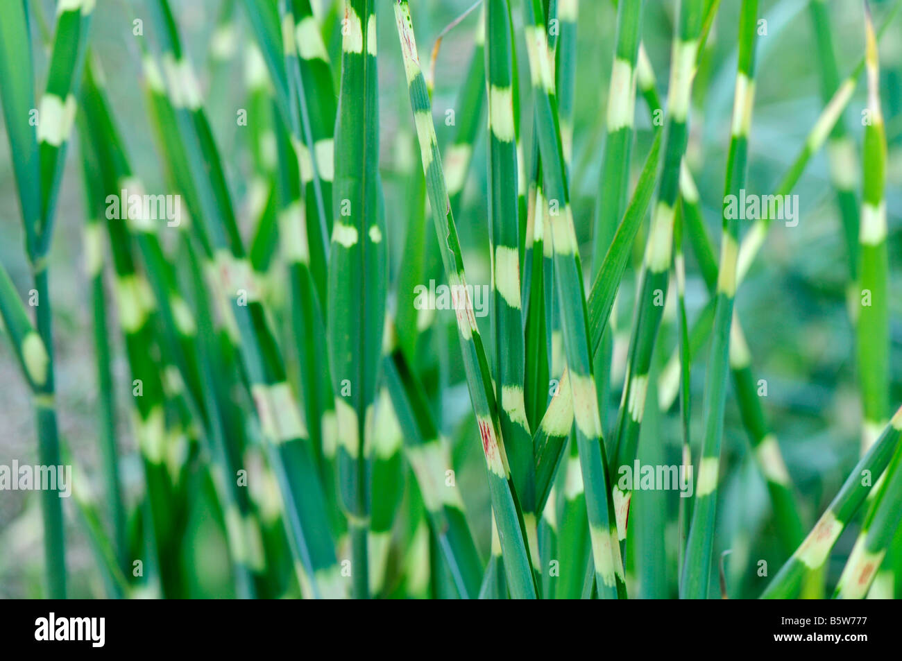 Zebra - graminées Miscanthus sinensis Banque D'Images