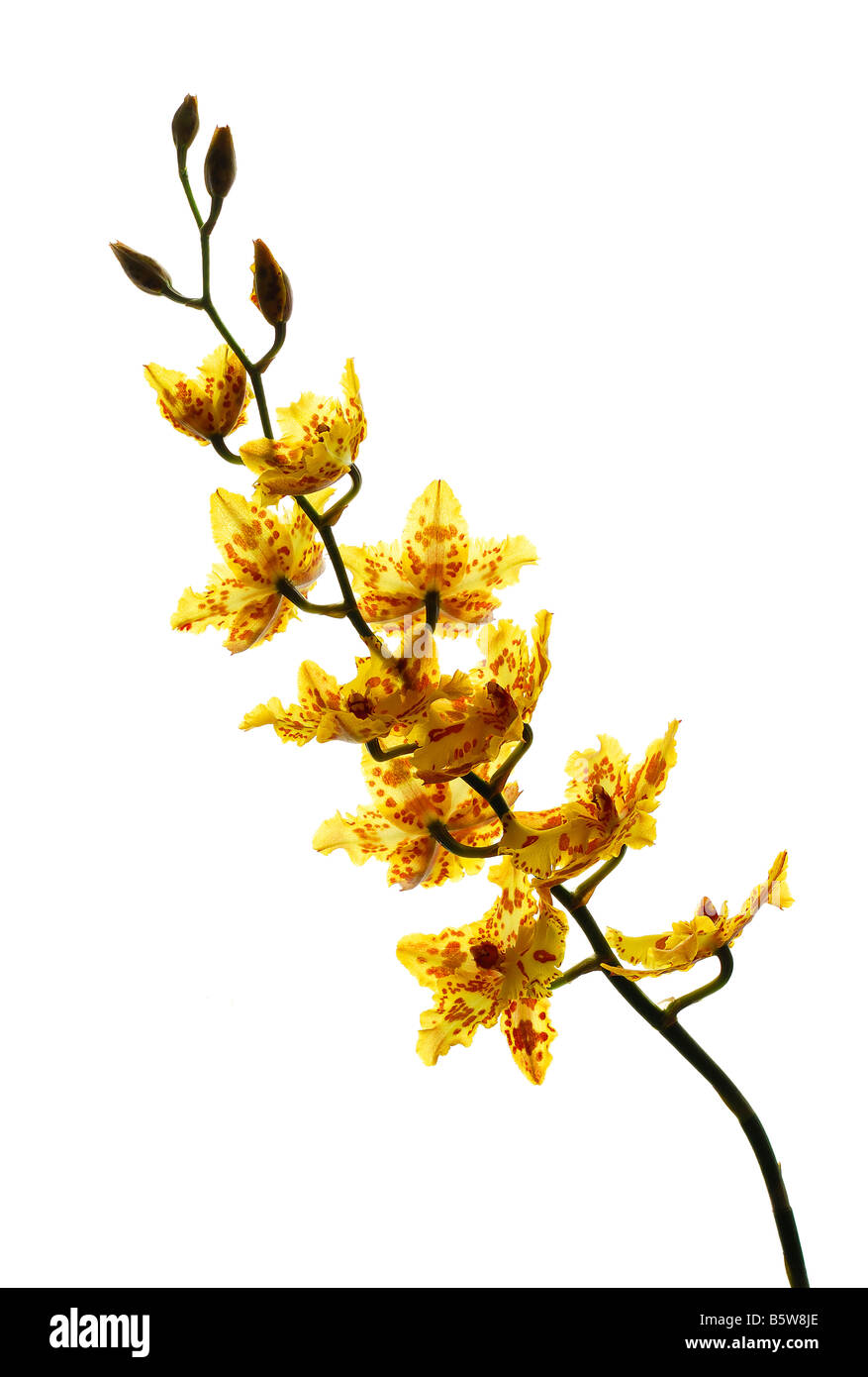 Orchidée jaune isolé sur fond blanc Banque D'Images