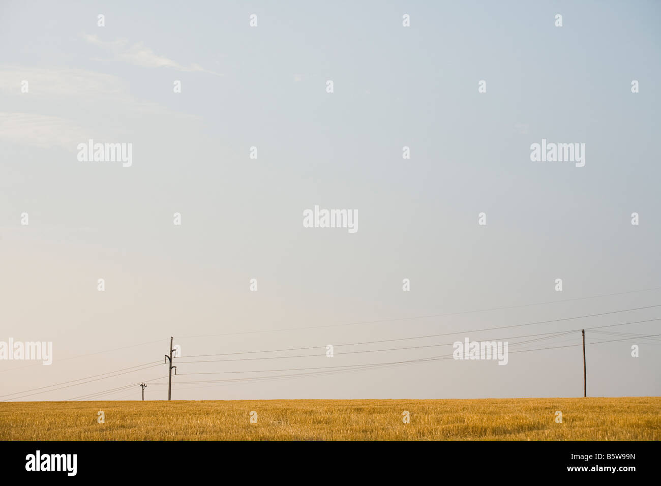 Un champ de paille avec les poteaux de téléphone à l'horizon. Banque D'Images