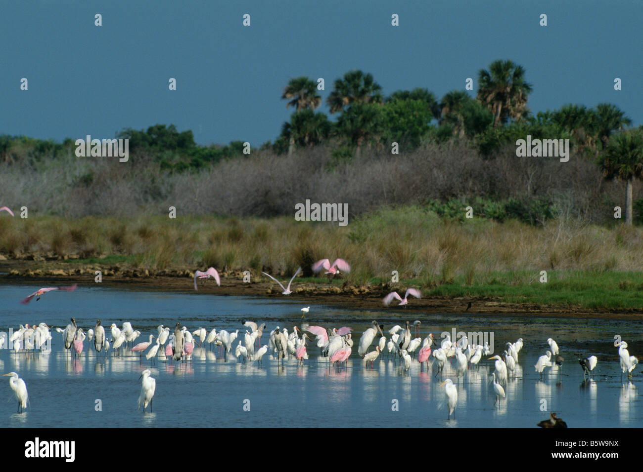 Les oiseaux qui se nourrissent dans des zones humides peu profondes Banque D'Images