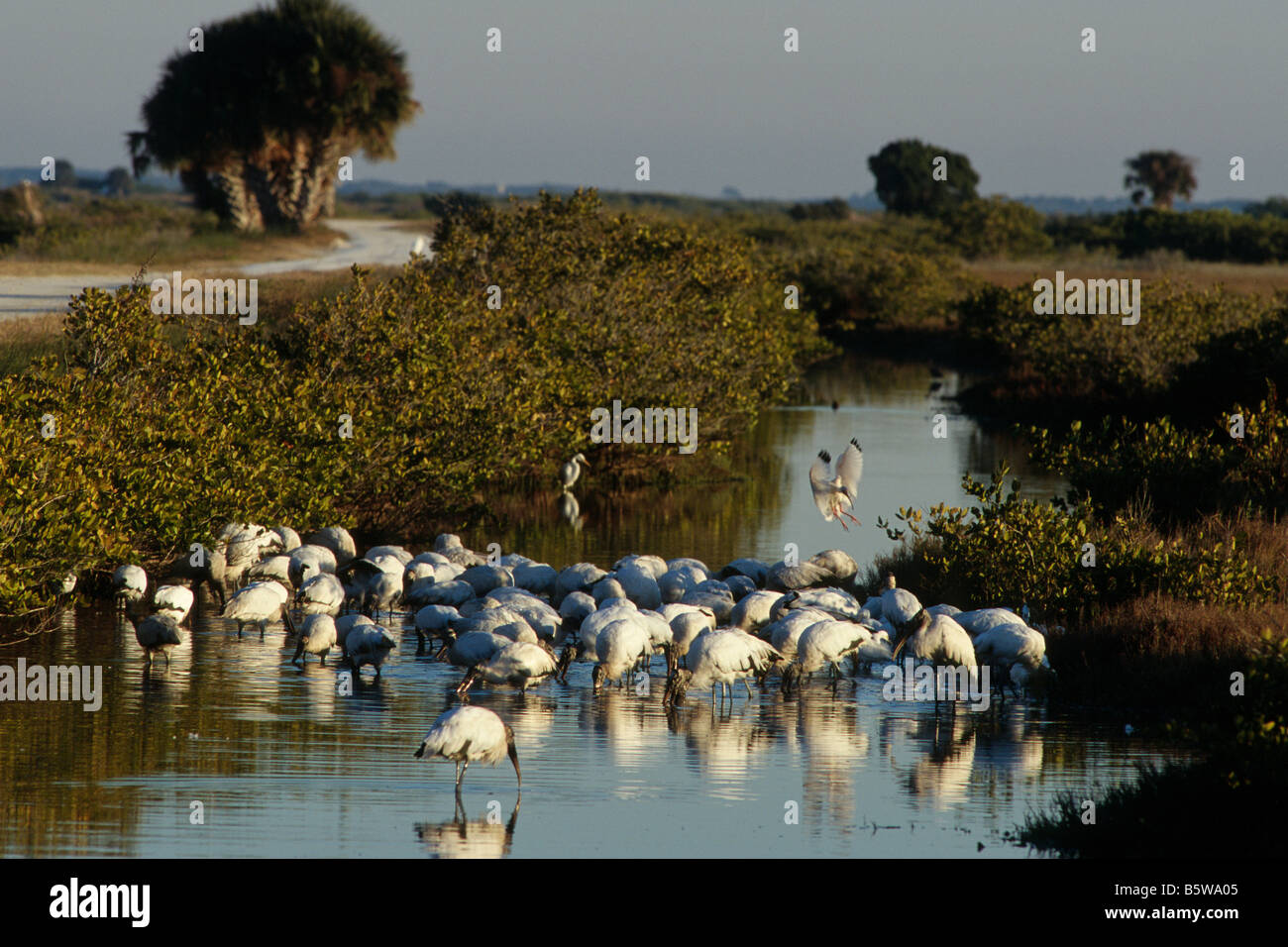 Les oiseaux qui se nourrissent le long de point noir de la faune Banque D'Images