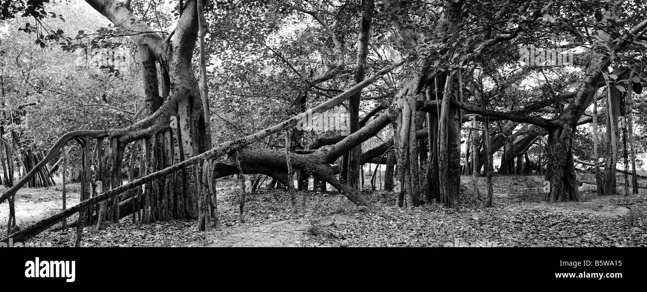 Ficus benghalensis. Thimmamma Marrimanu Banyan Tree, près de Kadiri, Andhra Pradesh, Inde. La plus grande du sud de l'Inde Banyan Tree. Le noir et blanc Banque D'Images