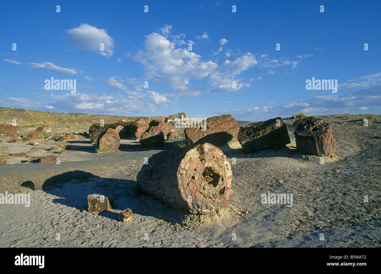 Journaux pétrifiée géant dans le paysage de la litière Painted Desert, Petrified Forest National Park, Arizona. Banque D'Images