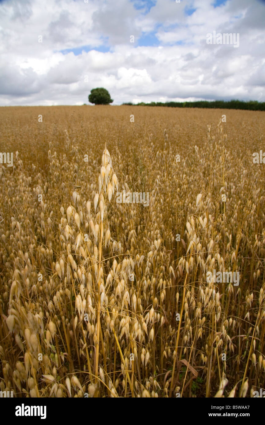 Domaine de la venu de l'avoine dans les Cotswolds de West Centre de l'Angleterre Banque D'Images