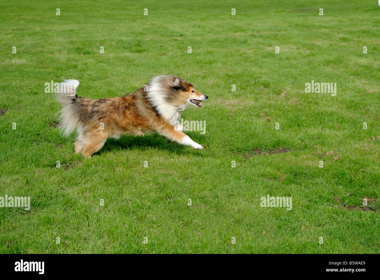 Chien Colley tournant sur grass meadow Banque D'Images