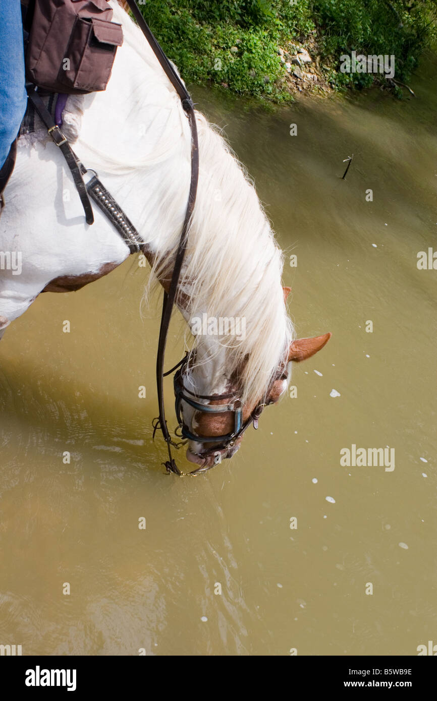 Paint horse sur une randonnée d'une rivière d'eau potable Banque D'Images