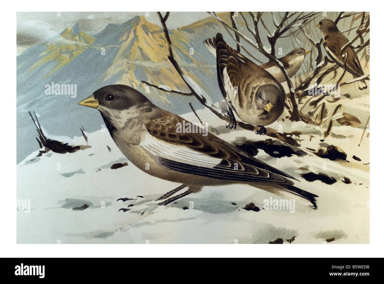 Snowfinch Montifringilla, White winged Snowfinch nivalis bruant oiseau Banque D'Images