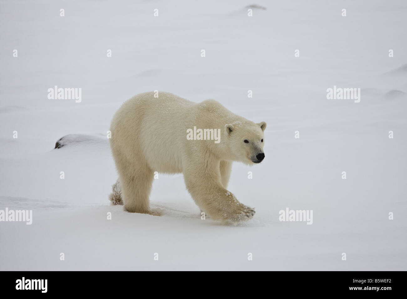 La marche de l'ours dans la neige jusqu'aux genoux sur les rives du parc national Wapusk, Manitoba, Canada Banque D'Images