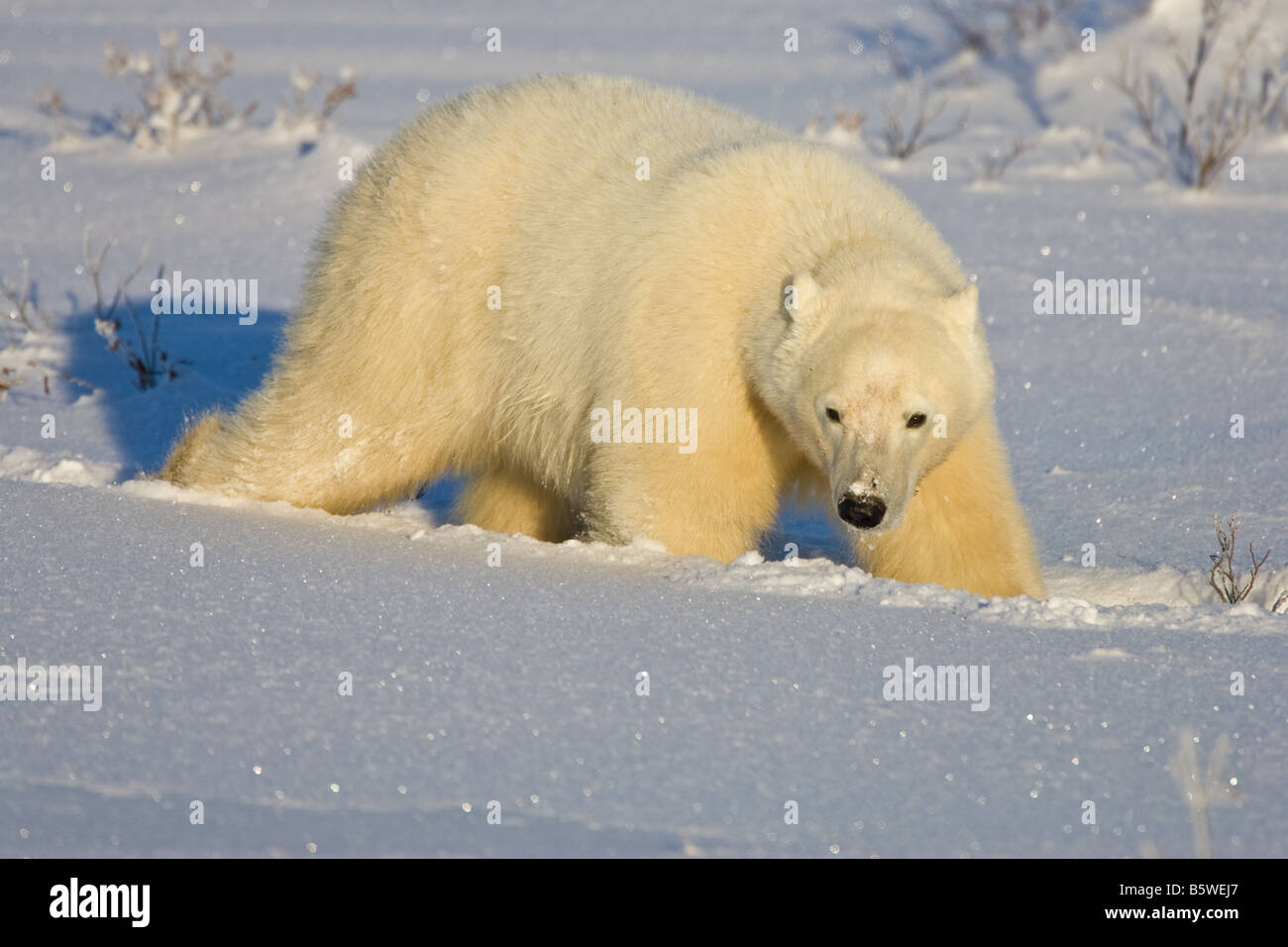 La marche de l'ours dans la neige jusqu'aux genoux sur les rives du parc national Wapusk, Manitoba, Canada Banque D'Images
