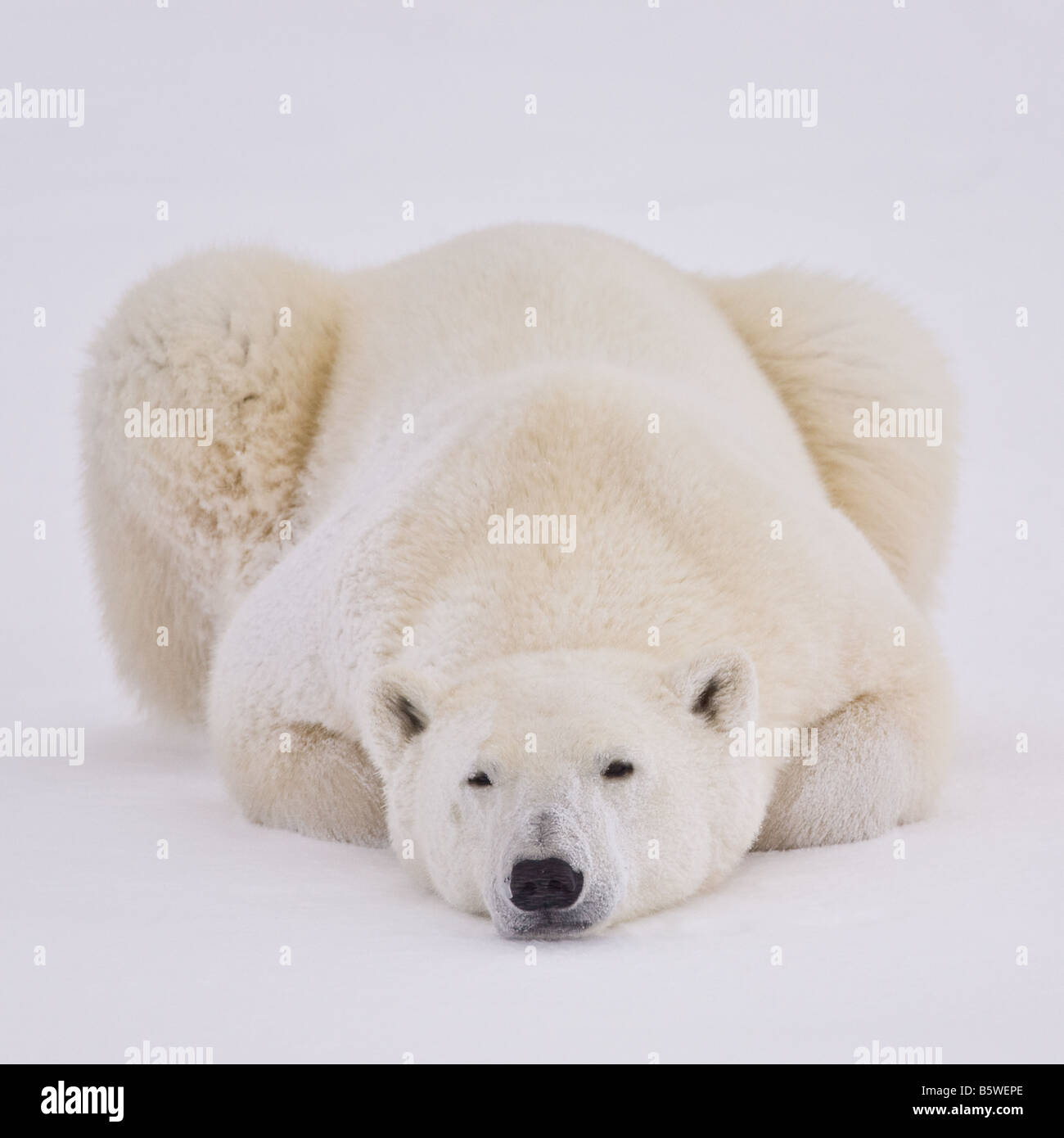 Gros plan sur la face vue d'un ours polaire accroupi sur la neige sur les bords du parc national Wapusk, Manitoba, Canada Banque D'Images