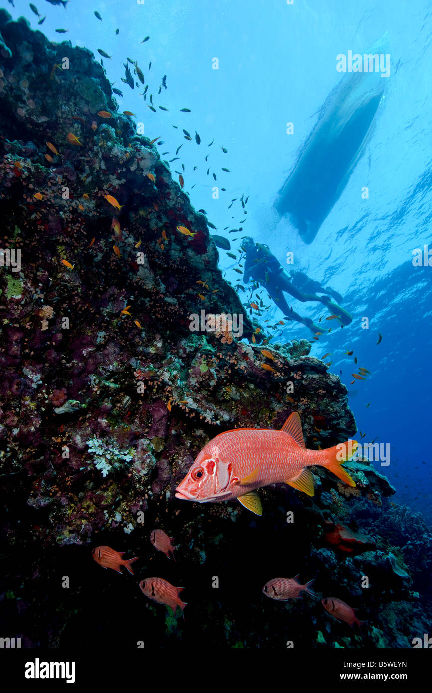 Soldierfish (Sargocentrun spiniferum) près du haut du mur, Mer Rouge Banque D'Images