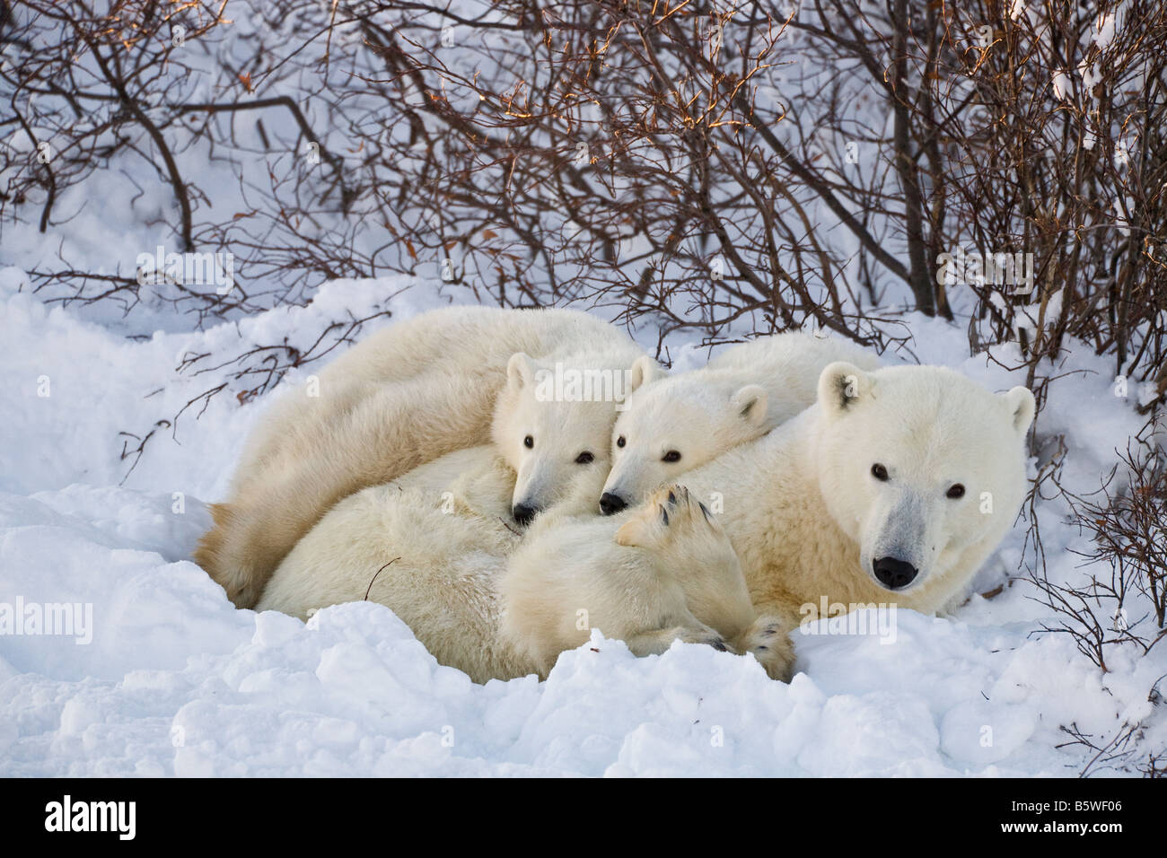 L'ours polaire hunkered avec ses deux petits dans un transport de la neige par certains saules sur les rives du parc national Wapusk, Manitoba, Canada Banque D'Images