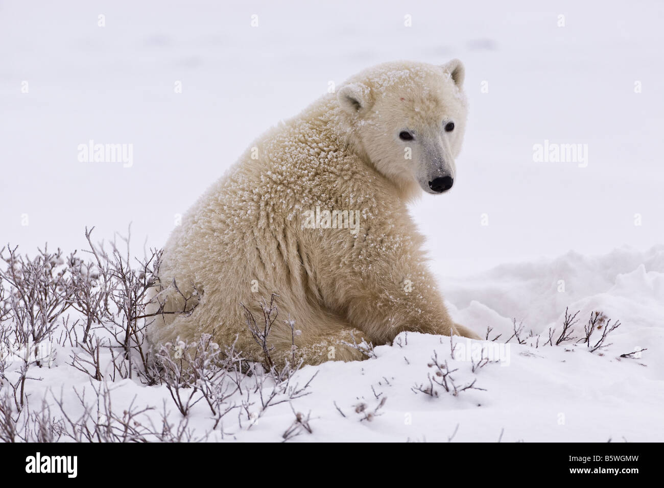 Ours polaire assis sur la neige sur les bords du parc national Wapusk, Manitoba, Canada Banque D'Images