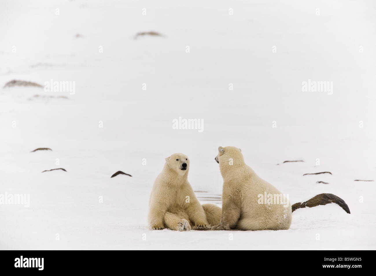 Deux ours polaires se détendre, avoir une conversation sur la toundra gelée sur les rives du parc national Wapusk, Manitoba, Canada Banque D'Images