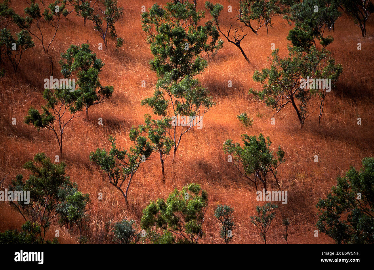 Scène de Kimberley, outback Australie Banque D'Images