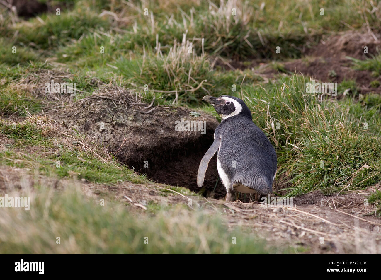 Martin-pêcheur pie (Sphenicus magellanicus) entrer dans l'île de la carcasse, Terrier, Îles Falkland Banque D'Images