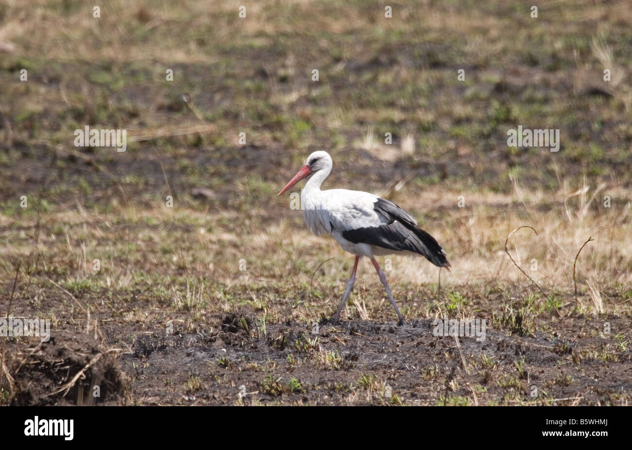 Cigogne Blanche ou européenne (Ciconia ciconia), Masai Mara, Kenya, Afrique Banque D'Images