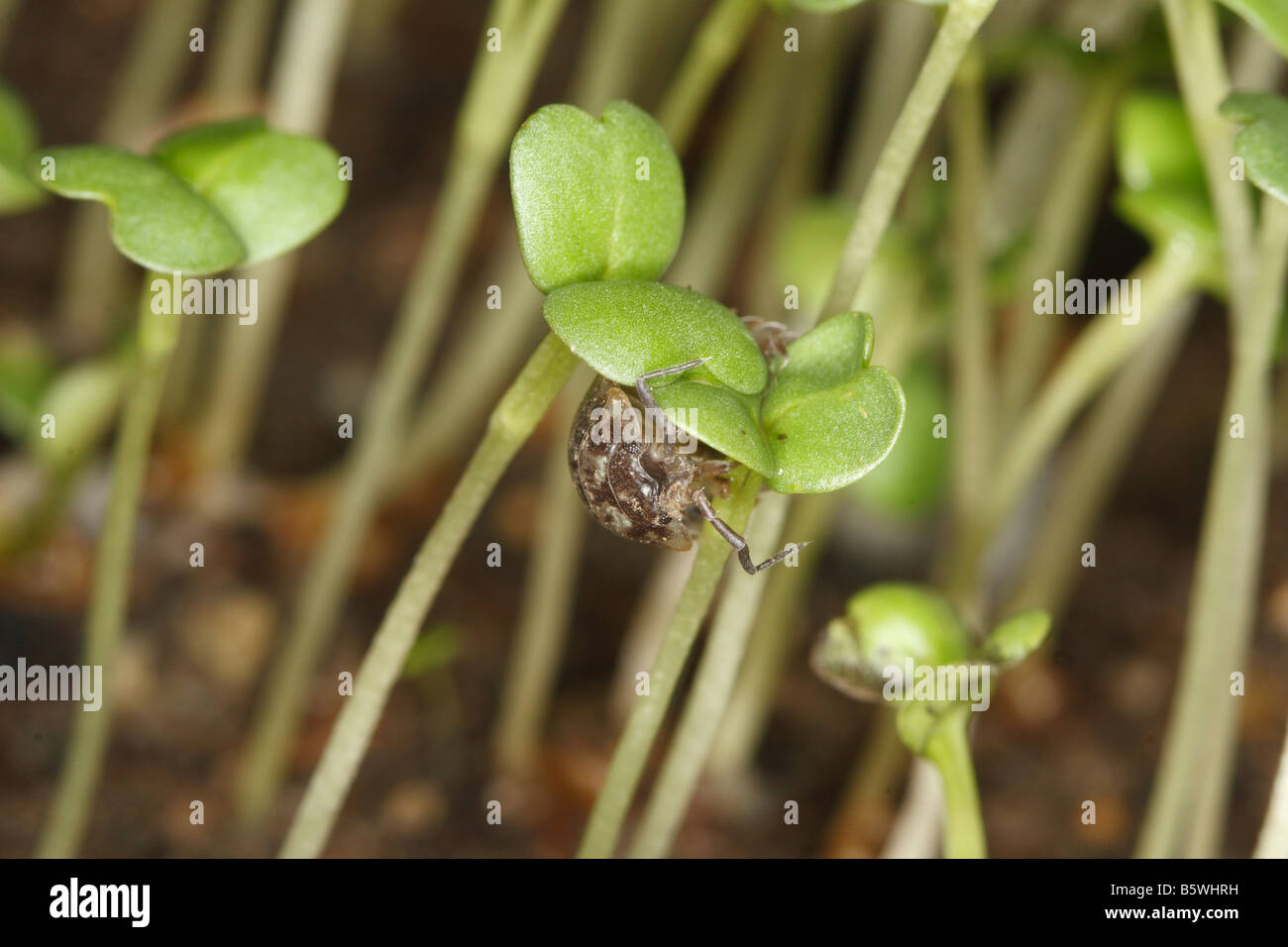 Oniscus asellus pou de bois se nourrissant sur des plantules en germination DANS LA NUIT Banque D'Images
