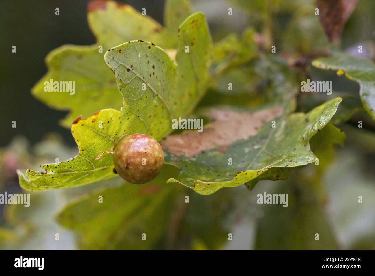 Les feuilles de chêne - et acorn / Quercus Banque D'Images