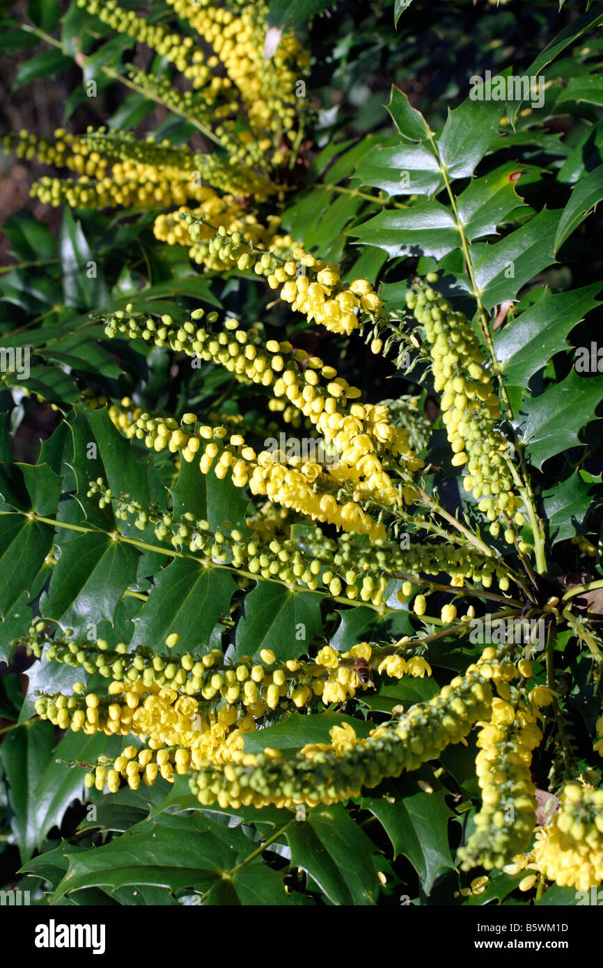 MAHONIA X MEDIA WINTER SUN AGA À MI-NOVEMBRE Banque D'Images