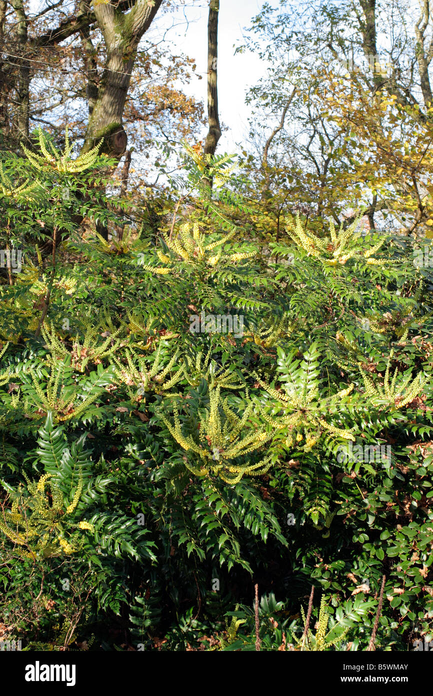 MAHONIA X MEDIA BUCKLAND AGA À MI-NOVEMBRE Banque D'Images