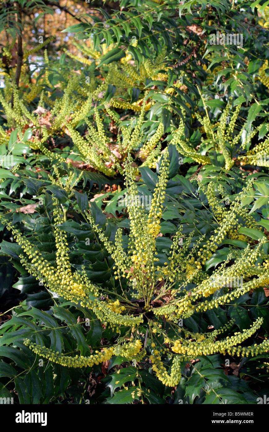 MAHONIA X MEDIA BUCKLAND AGA À MI-NOVEMBRE Banque D'Images