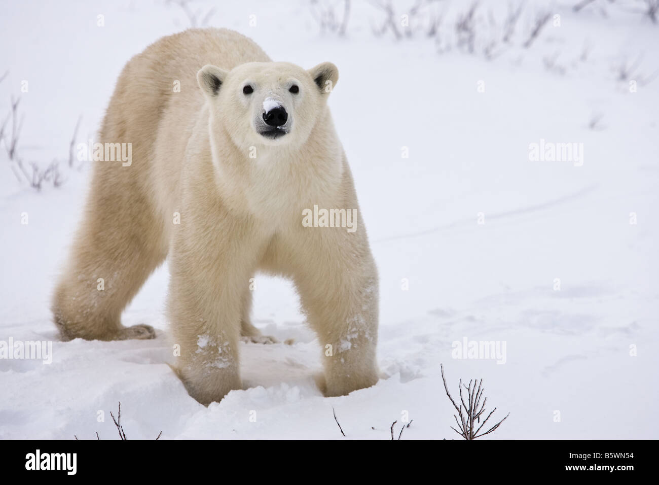 L'ours curieux marcher dans la neige jusqu'aux genoux sur les rives du parc national Wapusk, Manitoba, Canada Banque D'Images