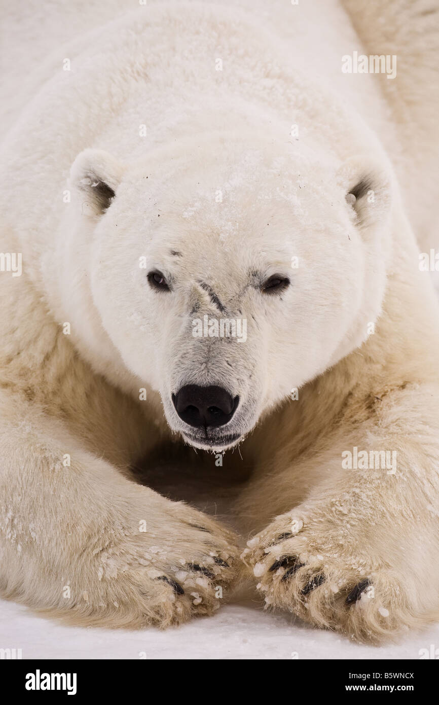 Gros plan sur la face vue d'un gros ours polaire mâles portant sur la neige sur les bords du parc national Wapusk, Manitoba, Canada Banque D'Images