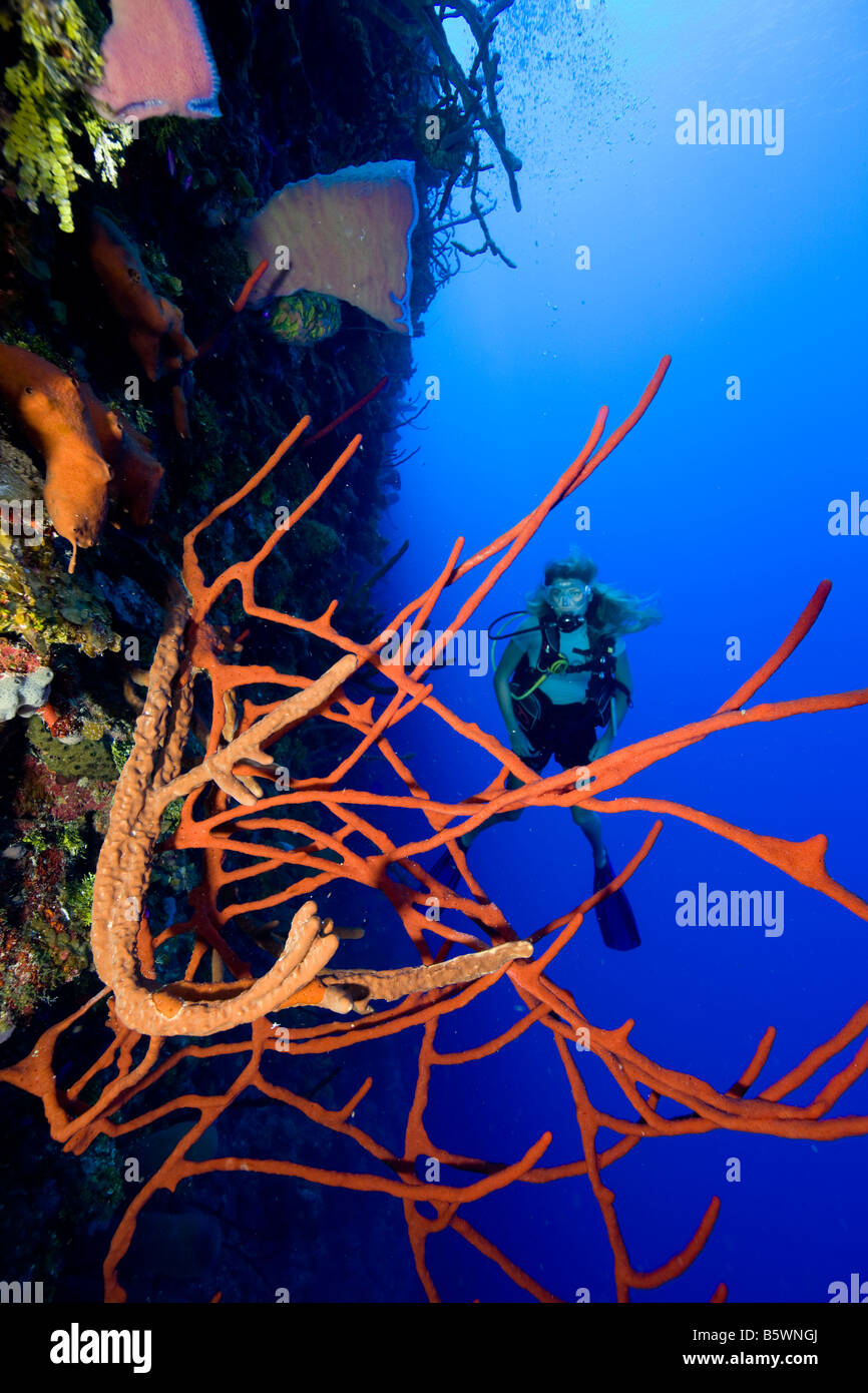 Plongeur et corde d'éponges, de Bloody Bay Wall Banque D'Images
