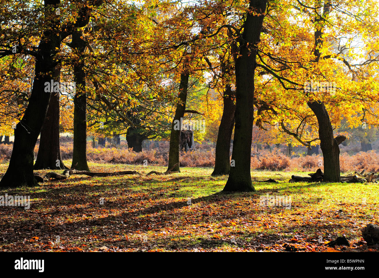 Les arbres d'automne et de feuilles mortes dans le parc de Richmond Richmond upon Thames Surrey UK Banque D'Images