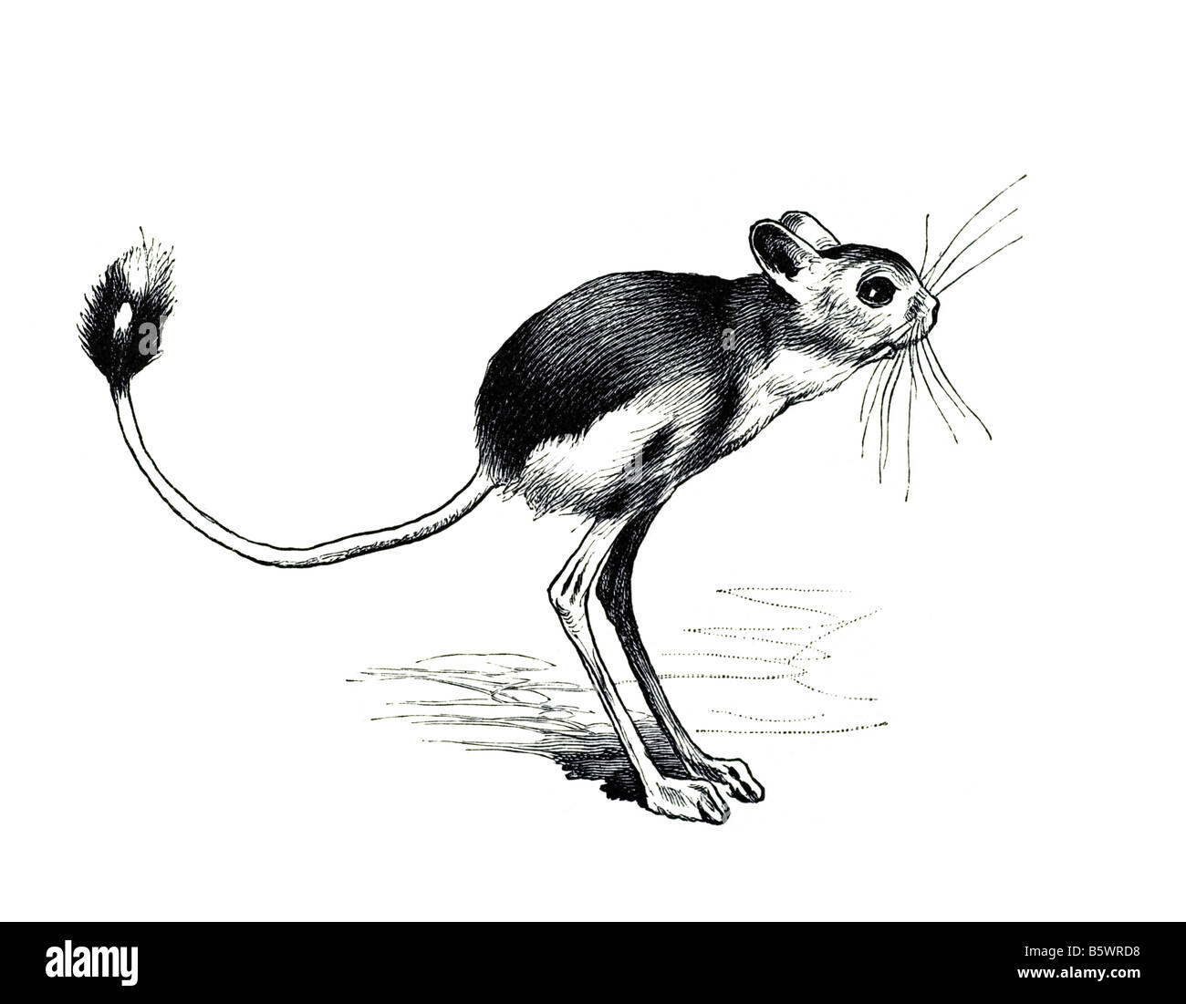 Les souris sauteuses Jerboa, petits rongeurs du désert saut Banque D'Images
