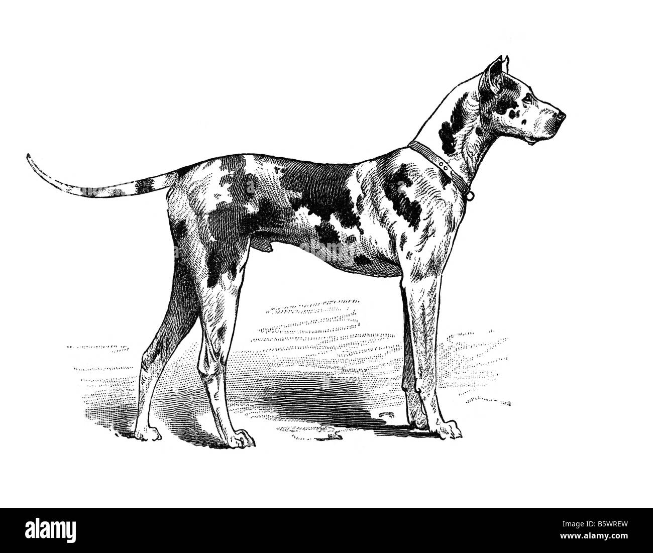 Allemand, Danois ou dogue allemand chien chien domestique Canis lupus familiaris Banque D'Images