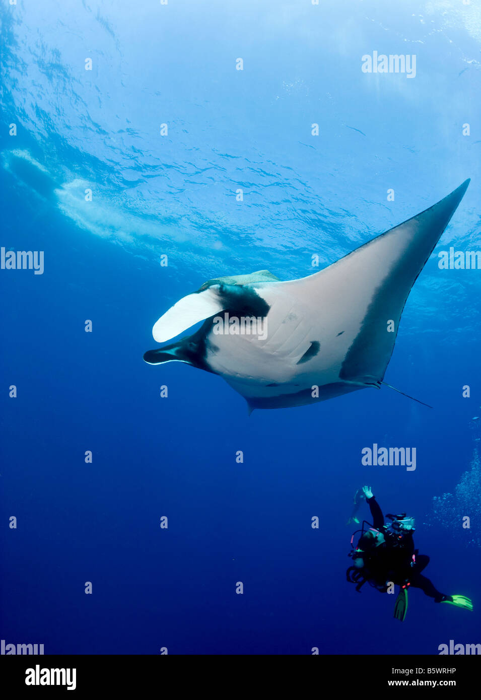 Plongeur et Pacific manta (manta hamiltoni), Socorro Islands Banque D'Images