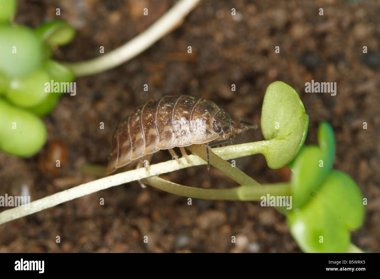 Oniscus asellus POU DE BOIS SUR L'alimentation des plantules en germination Banque D'Images