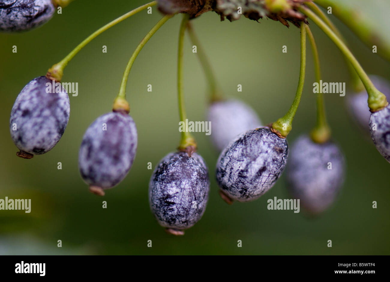 Close up de Berberis Pruinosa berries Banque D'Images